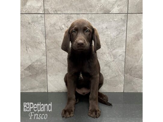 Labrador Retriever Dog Male Choc 32263 Petland Frisco, Texas