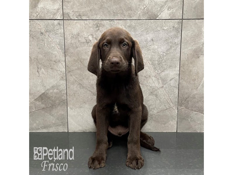 Labrador Retriever Dog Male Choc 32263