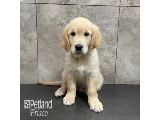 Golden Retriever-Dog-Female-Golden-32259-Petland Frisco, Texas