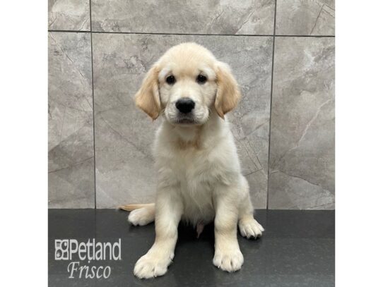 Golden Retriever Dog Male Golden 32258 Petland Frisco, Texas