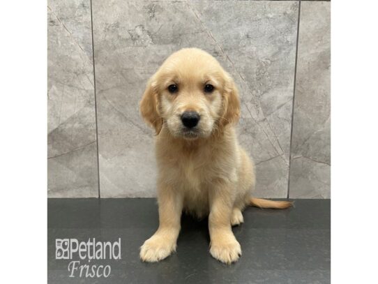 Golden Retriever Dog Male Golden 32269 Petland Frisco, Texas