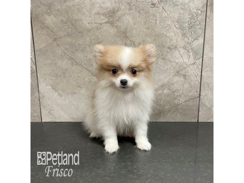 Pomeranian Dog Male Orange 32271