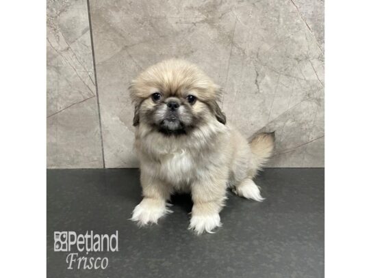 Pekingese-Dog-Female-Sable-32274-Petland Frisco & Mckinney, Texas