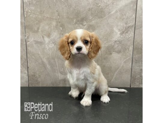 Cavalier King Charles Spaniel-Dog-Male-Blenheim-32277-Petland Frisco & Mckinney, Texas