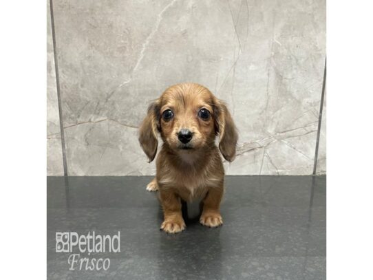 Miniature Dachshund Dog Female Wild Boar 32278 Petland Frisco, Texas