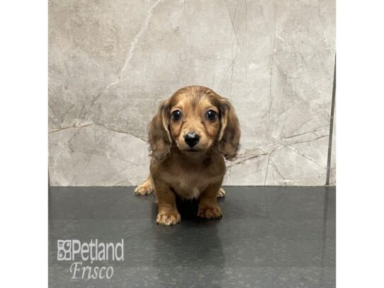 Miniature Dachshund Dog Male Wild Boar 32280 Petland Frisco, Texas