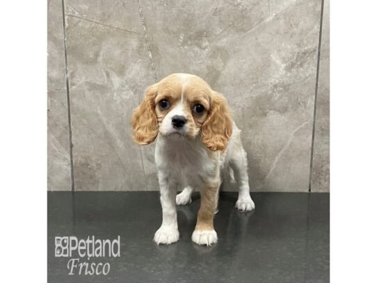 Cavalier King Charles Spaniel-Dog-Female-Blenheim-32281-Petland Frisco & Mckinney, Texas