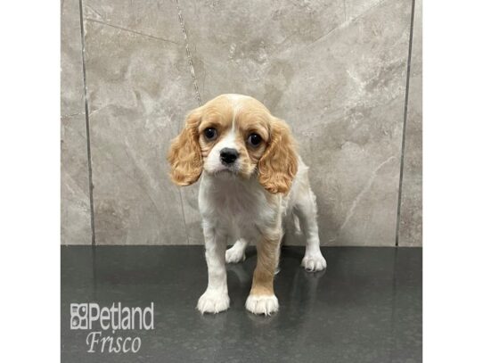 Cavalier King Charles Spaniel Dog Female Blenheim 32281 Petland Frisco, Texas