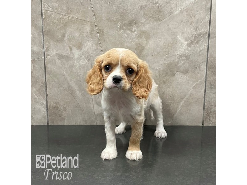 Cavalier King Charles Spaniel Dog Female Blenheim 32281
