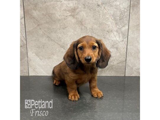 Miniature Dachshund Dog Male Wild Boar 32283 Petland Frisco, Texas