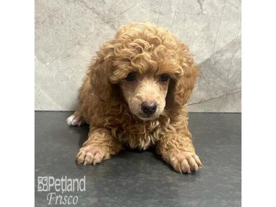 Toy Poodle-Dog-Female-Red-32176-Petland Frisco & Mckinney, Texas