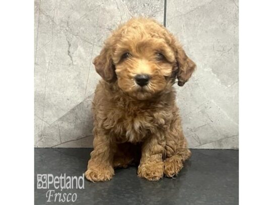 Cavapoo Dog Female Apricot 32185 Petland Frisco, Texas