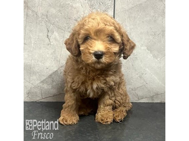 Cavapoo Dog Female Apricot 32185