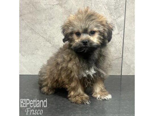 Teddy-Pom Dog Female Sable 32187 Petland Frisco, Texas