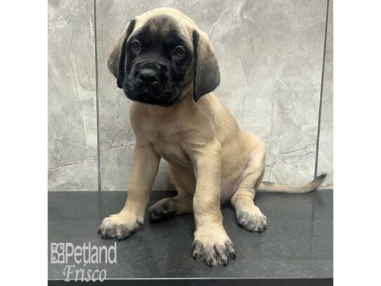 English Mastiff-Dog-Male-Fawn-32196-Petland Frisco & Mckinney, Texas