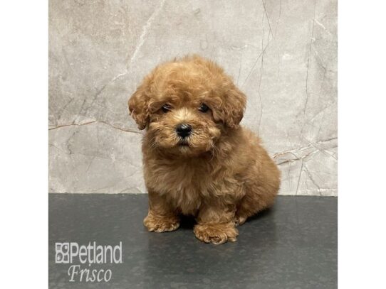 Cavapoo Dog Male Apricot 32217 Petland Frisco, Texas