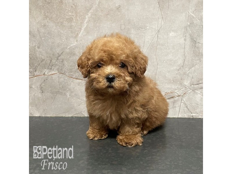 Cavapoo Dog Male Apricot 32217