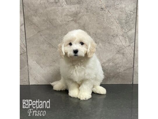 Maltipoo-Dog-Female-Cream-32223-Petland Frisco & Mckinney, Texas