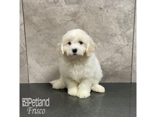 Maltipoo Dog Female Cream 32223 Petland Frisco, Texas