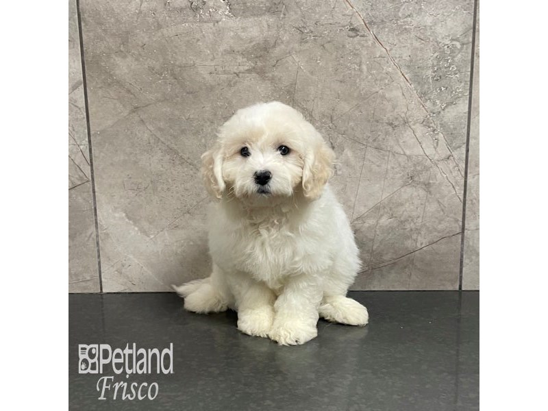 Maltipoo Dog Female Cream 32223