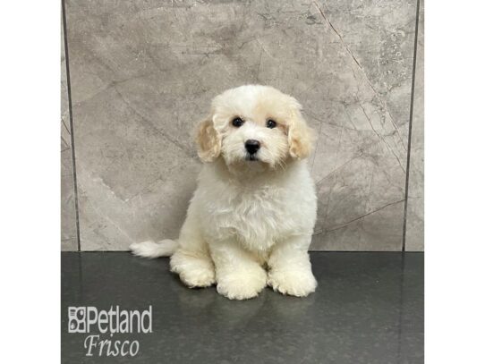 Maltipoo-Dog-Female-Cream and White-32225-Petland Frisco & Mckinney, Texas
