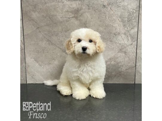 Maltipoo Dog Female Cream and White 32225 Petland Frisco, Texas