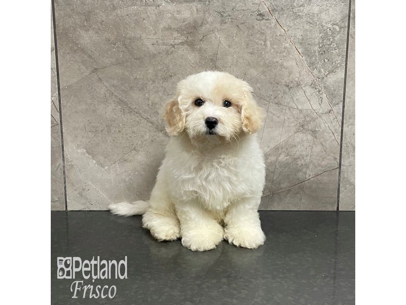 Maltipoo Dog Female Cream and White 32225