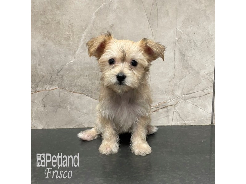 Morkie Dog Male Sable 32231