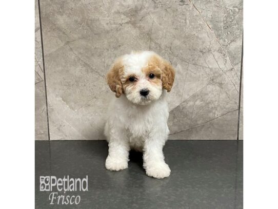 Cavapoo Dog Female Red and White 32218 Petland Frisco, Texas