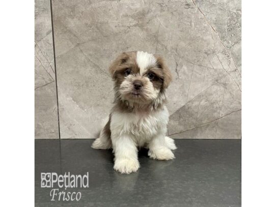 Shih Tzu-Dog-Female-Lilac and White Parti-32206-Petland Frisco, Texas