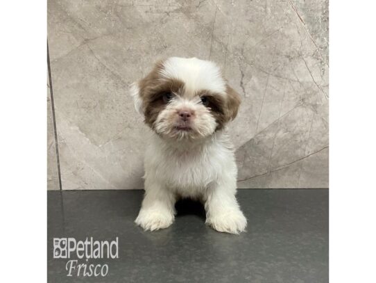 Shih Tzu-Dog-Female-Lilac and White Parti-32205-Petland Frisco, Texas