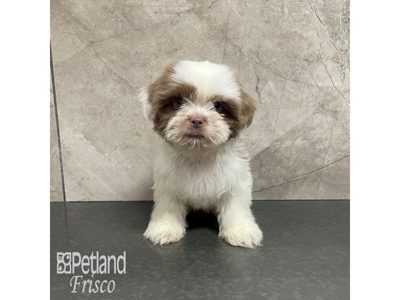 Shih Tzu Dog Female Lilac and White Parti 32205