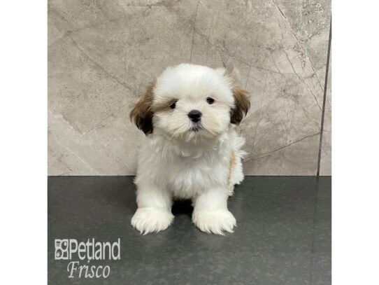 Shih Tzu-Dog-Female-Gold and White-32229-Petland Frisco & Mckinney, Texas