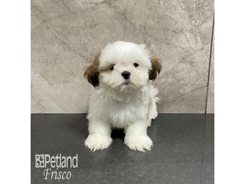 Shih Tzu Dog Female Gold and White 32229