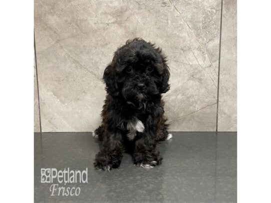 ShizaPoo-Dog-Male-Apricot-32215-Petland Frisco & Mckinney, Texas
