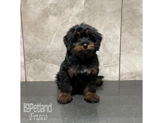 F1B Mini Bernedoodle-Dog-Male-Black and Tan-32224-Petland Frisco & Mckinney, Texas