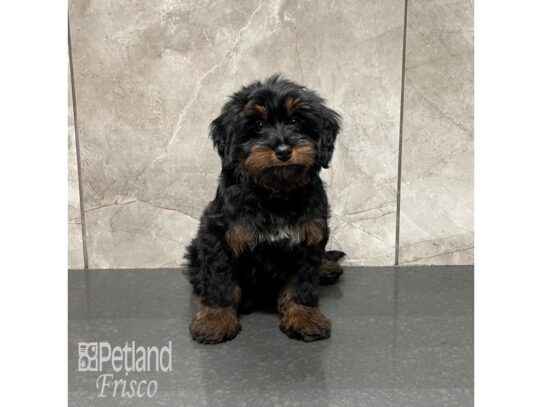 F1B Mini Bernedoodle-Dog-Male-Black and Tan-32224-Petland Frisco, Texas