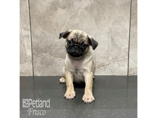 Pug Dog Male Fawn with Black Mask 32213 Petland Frisco, Texas