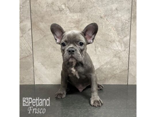 French Bulldog Dog Male Blue 32212 Petland Frisco, Texas