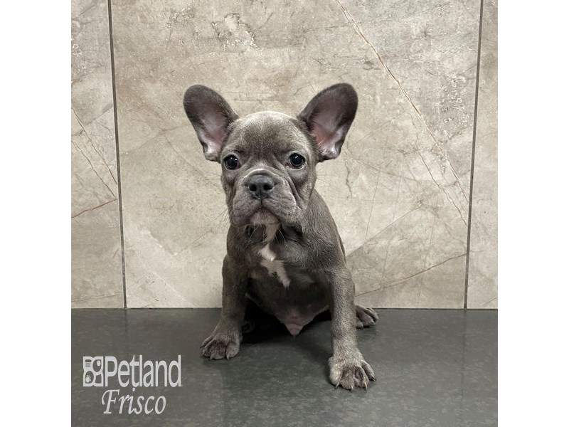 French Bulldog Dog Male Blue 32212