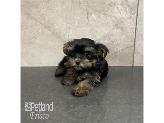 Yorkshire Terrier Dog Female Black and Tan 32199 Petland Frisco, Texas