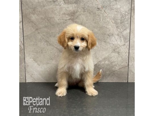 Goldendoodle Mini F1-Dog-Female-Cream-32235-Petland Frisco, Texas