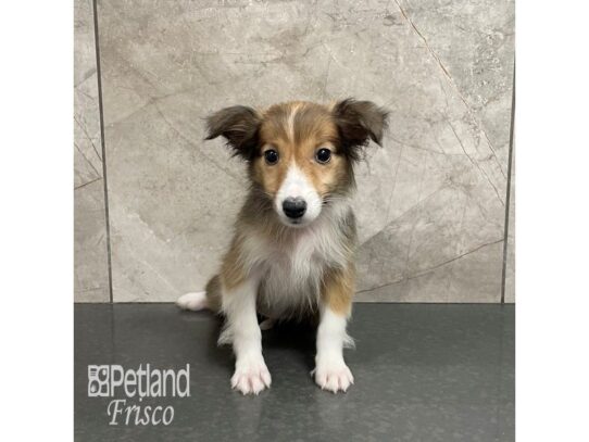 Shetland Sheepdog Dog Female Sable and White 32240 Petland Frisco, Texas