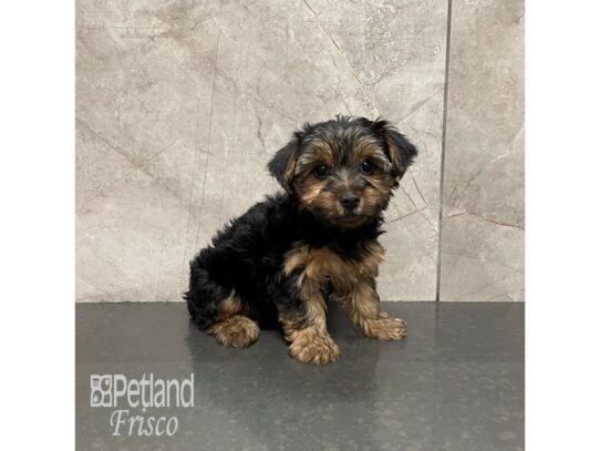 Yorkshire Terrier Dog Female Black and Tan 32251 Petland Frisco, Texas