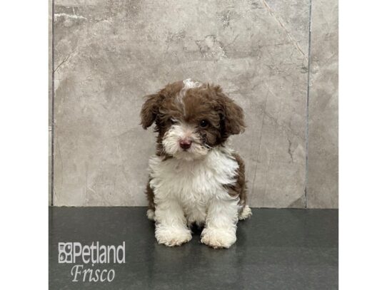F1B Mini Labradoodle-Dog-Male-Chocolate and White Parti-32257-Petland Frisco & Mckinney, Texas