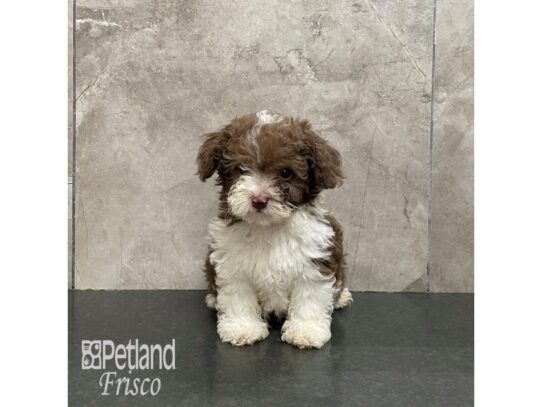 F1B Mini Labradoodle-Dog-Male-Chocolate and White Parti-32257-Petland Frisco, Texas