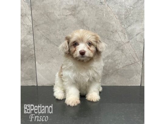 Pomapoo Dog Female Sable and White 32255 Petland Frisco, Texas