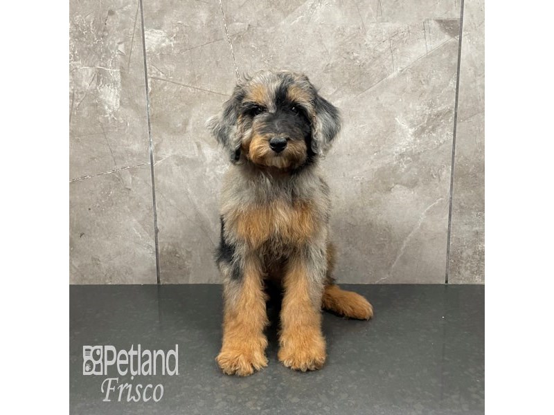 Poodle Dog Male Merle 32267