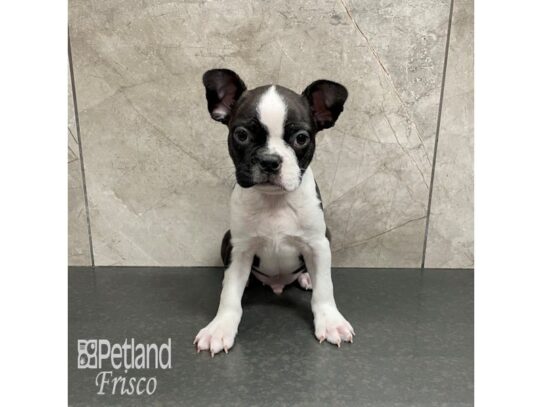 Boston Terrier Dog Male Black / White 32261 Petland Frisco, Texas