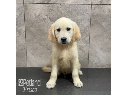 Golden Retriever Dog Male Golden 32260 Petland Frisco, Texas